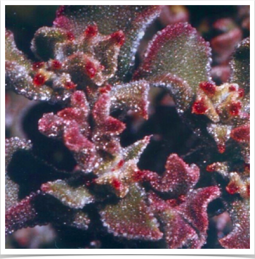 Salt tolerant Ice plant (Mesembryanthemum crystallinum). Succulent with glistening bladder cells - sparkle like ice crystals.
